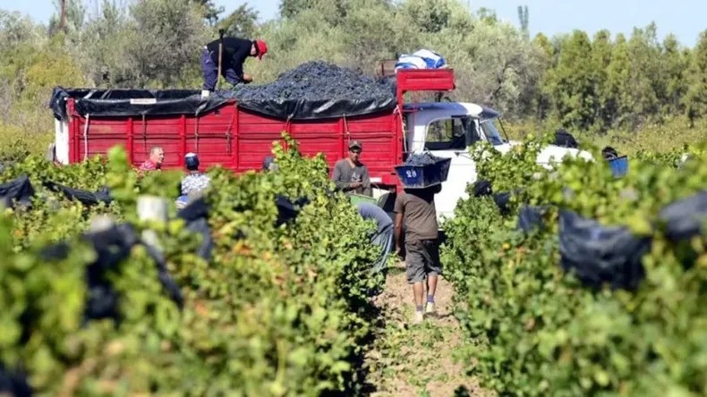 Vendimia 2026: El Este mendocino, el más castigado por el clima y la incertidumbre de precios