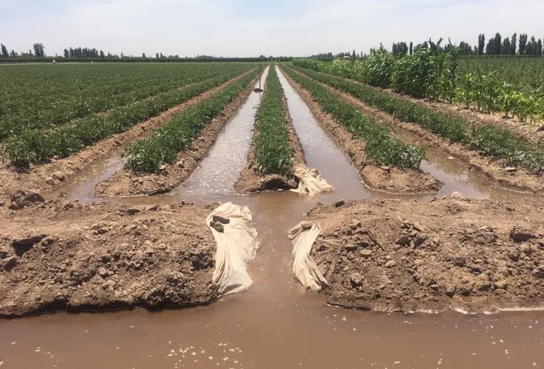 La trampa del agua: el nuevo Código que pone en jaque el modelo productivo de Mendoza