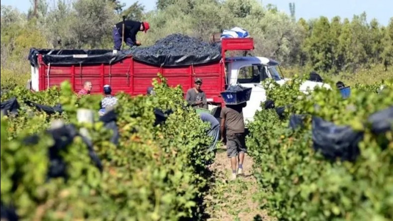 Vendimia 2026: El Este mendocino, el más castigado por el clima y la incertidumbre de precios