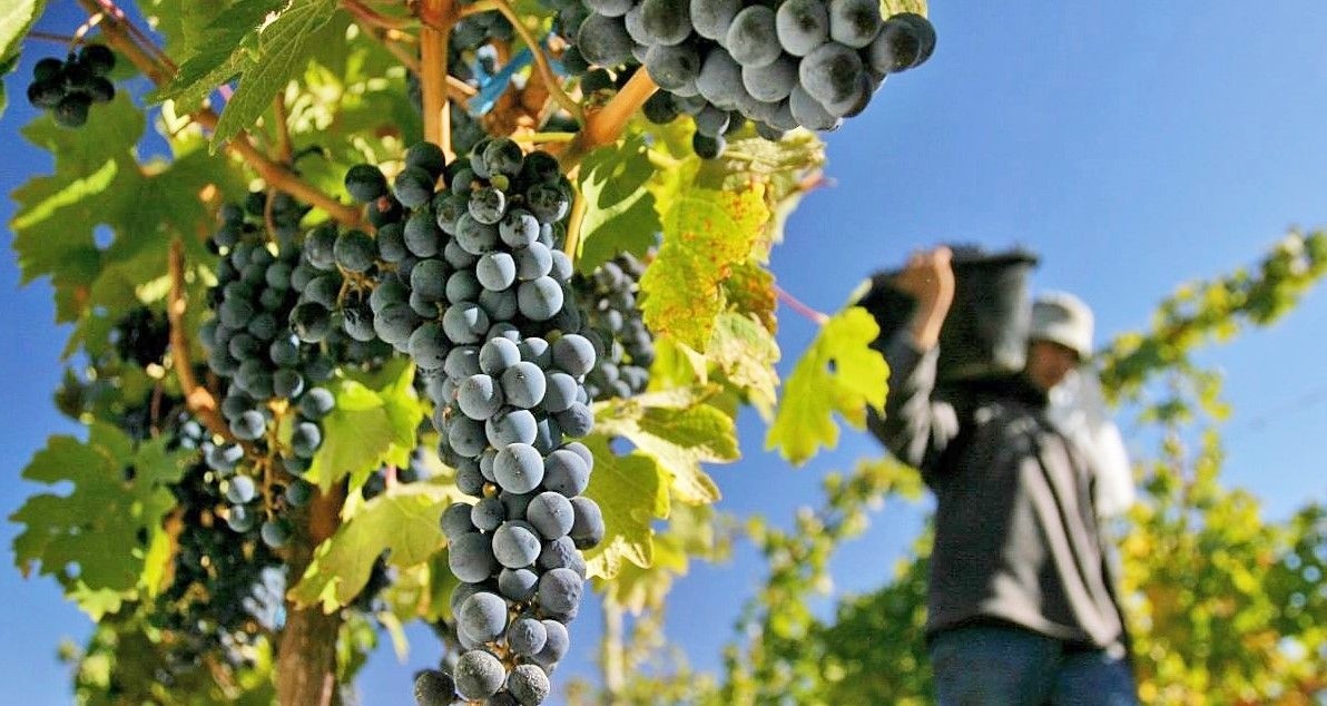 Mendoza 2026: La Vendimia del hambre y el ocaso del pequeño productor