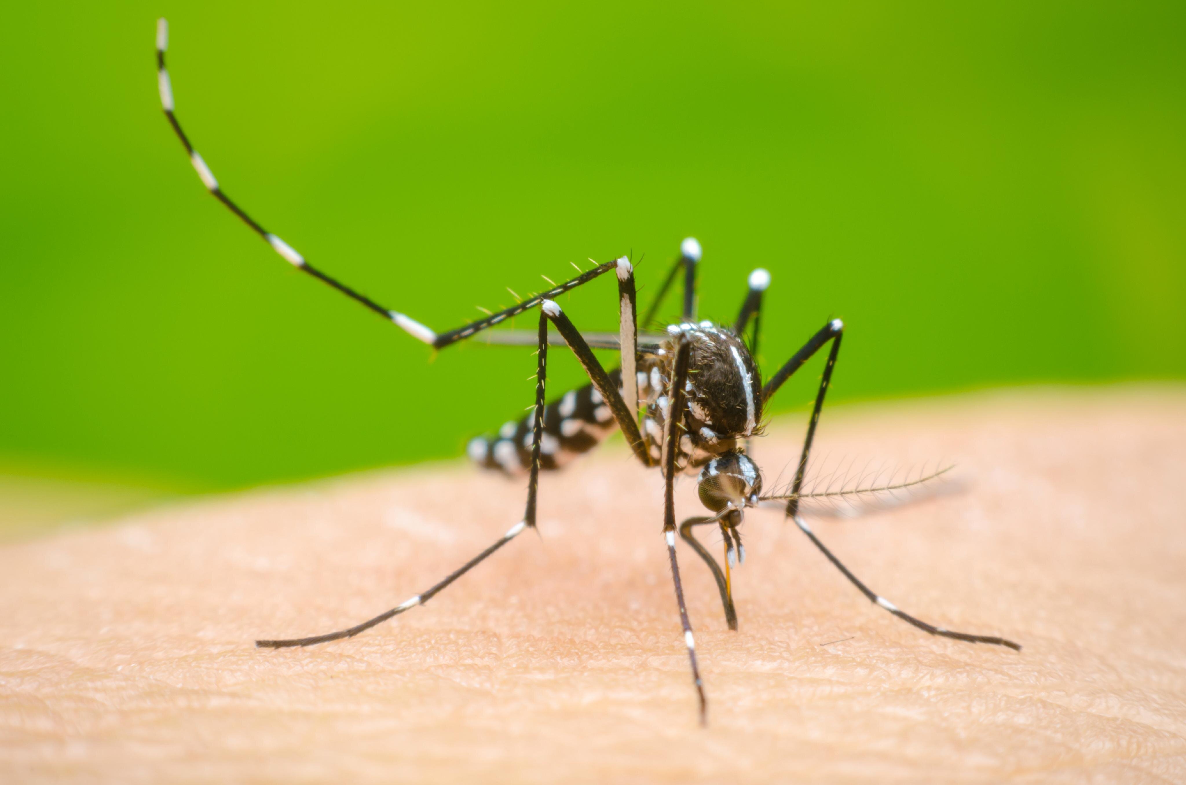 Expertos en Zoonosis advierten sobre la importancia de la prevención del dengue