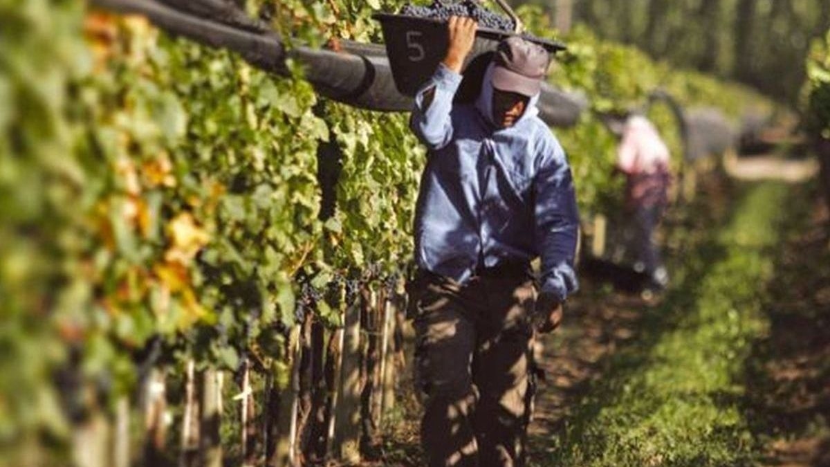 Vendimia amarga: la crisis que el "relato" oficial no pudo ocultar