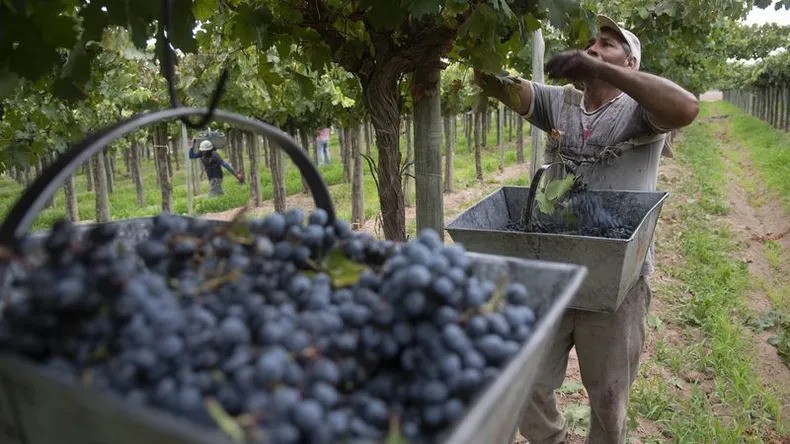 Postales del desguace: cuando el "brillo" de la Vendimia no llega a las fincas del Este