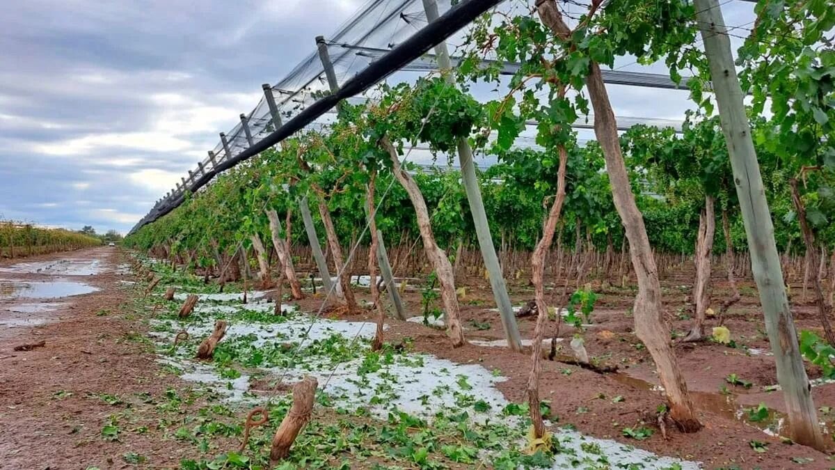 Mendoza anuncia nueva convocatoria para el seguro agrícola