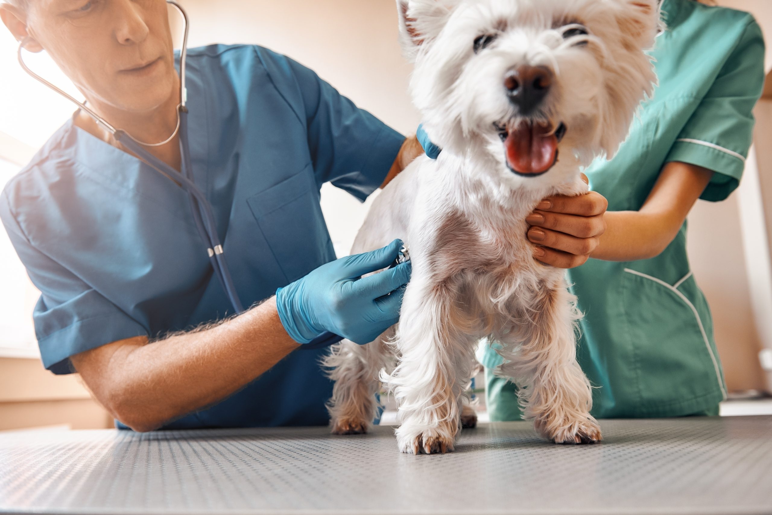 Maipú inauguró un Centro Veterinario para atención primaria gratuita