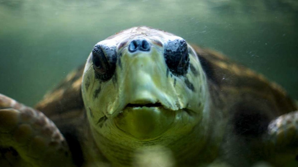 De Mendoza al mundo: el tortugo Jorge nada libre y ya es furor en National Geographic