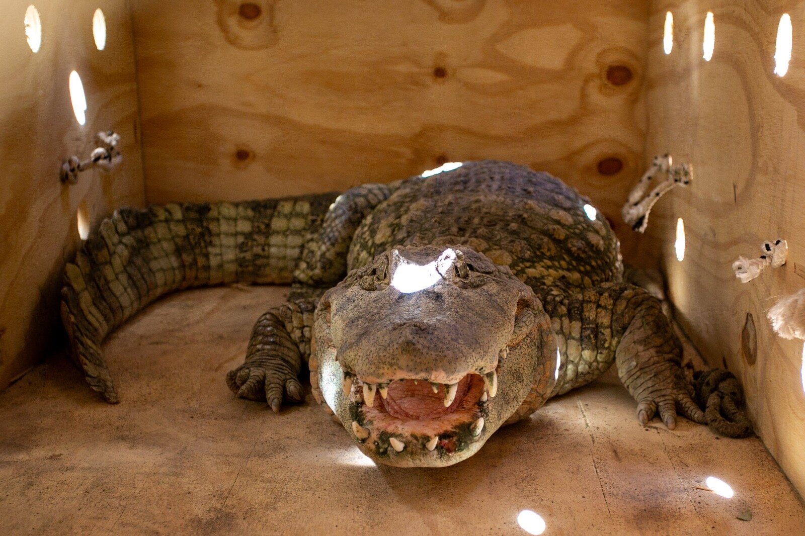 Traslado de yacaré y tortugas desde Mendoza a Santa Fe: una iniciativa de conservación animal